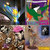 edu thumbnail